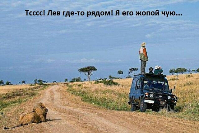 Тсссс Лев где то рядом я его жопой чую