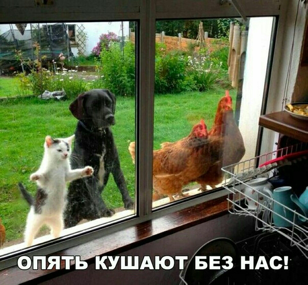 РЬ КУШАЮТ БЕЗ НАС Я