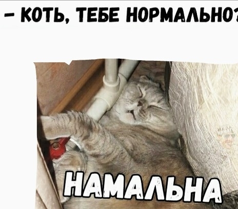 КОТЬ ТЕБЕ НОРМАЛЬНШ