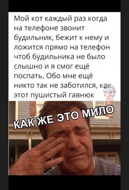 Мой кот каждый раз когда на телефоне звонит будильник бежит к нему и ложится прямо на телефон чтоб будильника не было слышно и я смог еще поспать Обо мне ещё никто так не заботился как ЭТОТ ПуШИСТЫЙ ГЭВНЮК