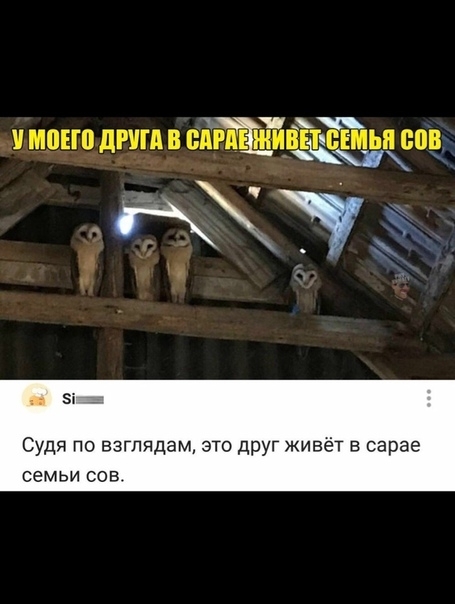 моно дтп в пАЙШиЕпЪЁиьп епв тУ Судя по взглядам это друг живёт в сарае семьи сов