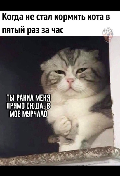 Когда не стал кормить кота в пятый раз за час ты ним мы пгямп вюдд в МПЕ мнгчмп