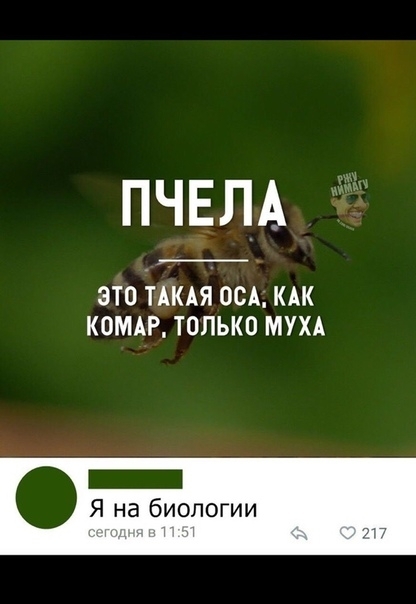 ПЧЕЛА ЭТО ТАКАЯ ОСА КАК КОМАР ТОЛЬКО МУХА _ Я на биологии