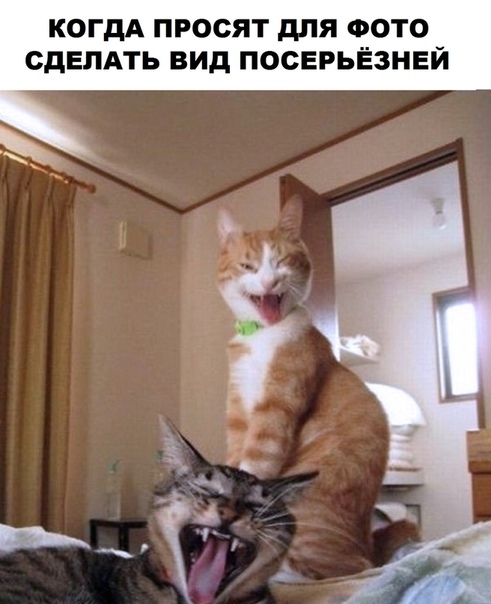КОГДА ПРОСЯТ для ФОТО СДЕЛАТЬ ВИД ПОСЕРЬЁЗНЕЙ