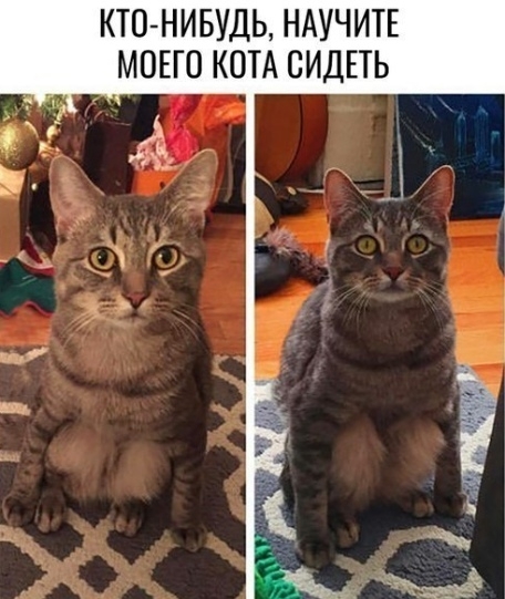 КТО НИБУДЬ НАУЧИТЕ МОЕГО КОТА СИДЕТЬ