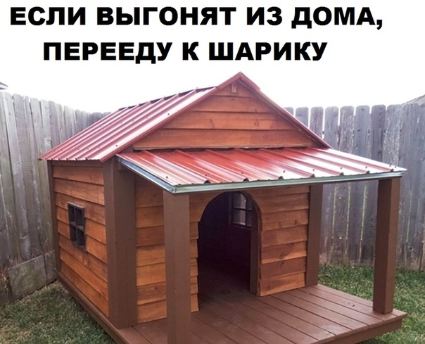ЕСЛИ ВЫГОНЯТ ИЗ дОМА ПЕРЕЕДУ К ШАРИКУ