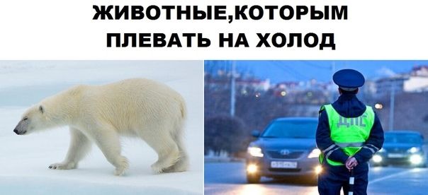 ЖИ ВОТНЫЕКОТОРЫМ ПЛЕВАТЬ НА ХОПОд