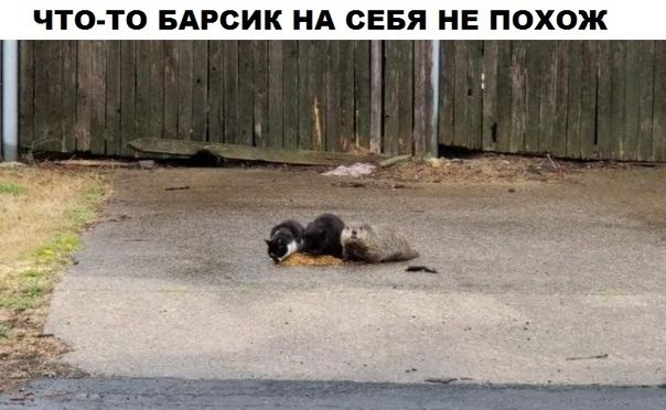 ЧТО ТО БАРСИК НА СЕБЯ НЕ ПОХОЖ