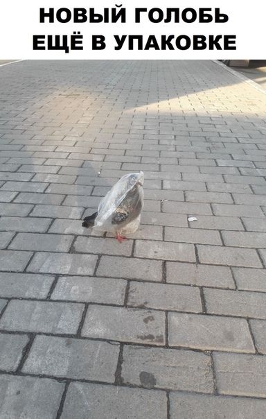 НОВЫЙ ГОПОБЬ ЕЩЁ В УПАКОВКЕ