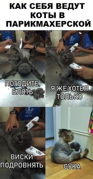 КАК СЕБЯ ВЕДУТ коты в _ пдгикмдхвгскои чи яжЕхотып тш1пьк ВИСКИ ПОДРОВНЯТЬ СУКА А