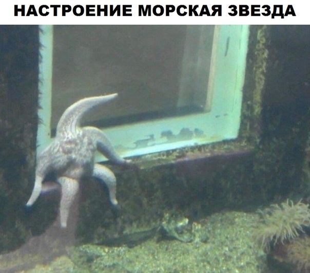 НАСТРОЕНИЕ МОРСКАЯ ЗВЕЗДА