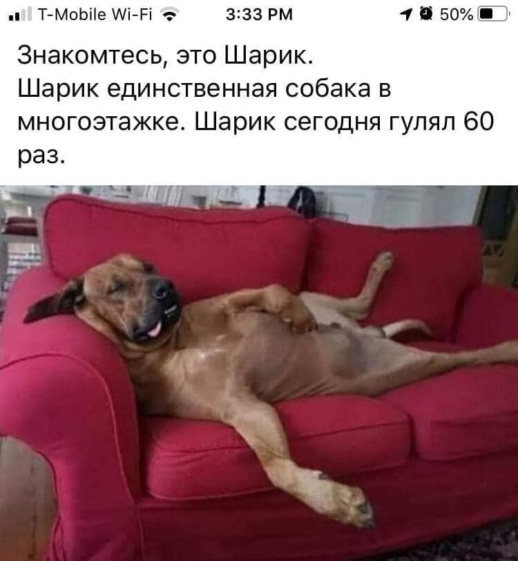 ТМ0Ьіе АіРі 333 РМ 1 50 3нак0мтесь это Шарик Шарик единственная собака в многоэтажке Шарик сегодня гулял 60