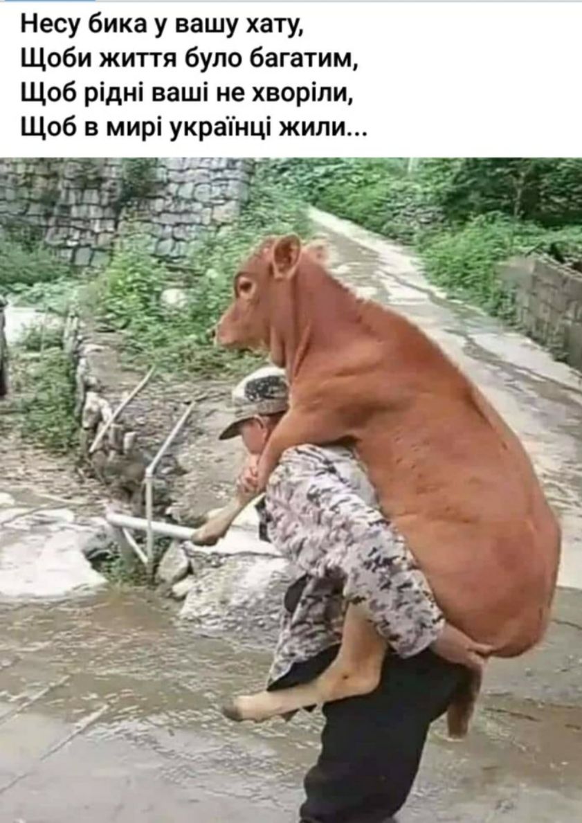 Несу бика у вашу хату Щоби життя було багатим Щоб рідні ваші не хворіли