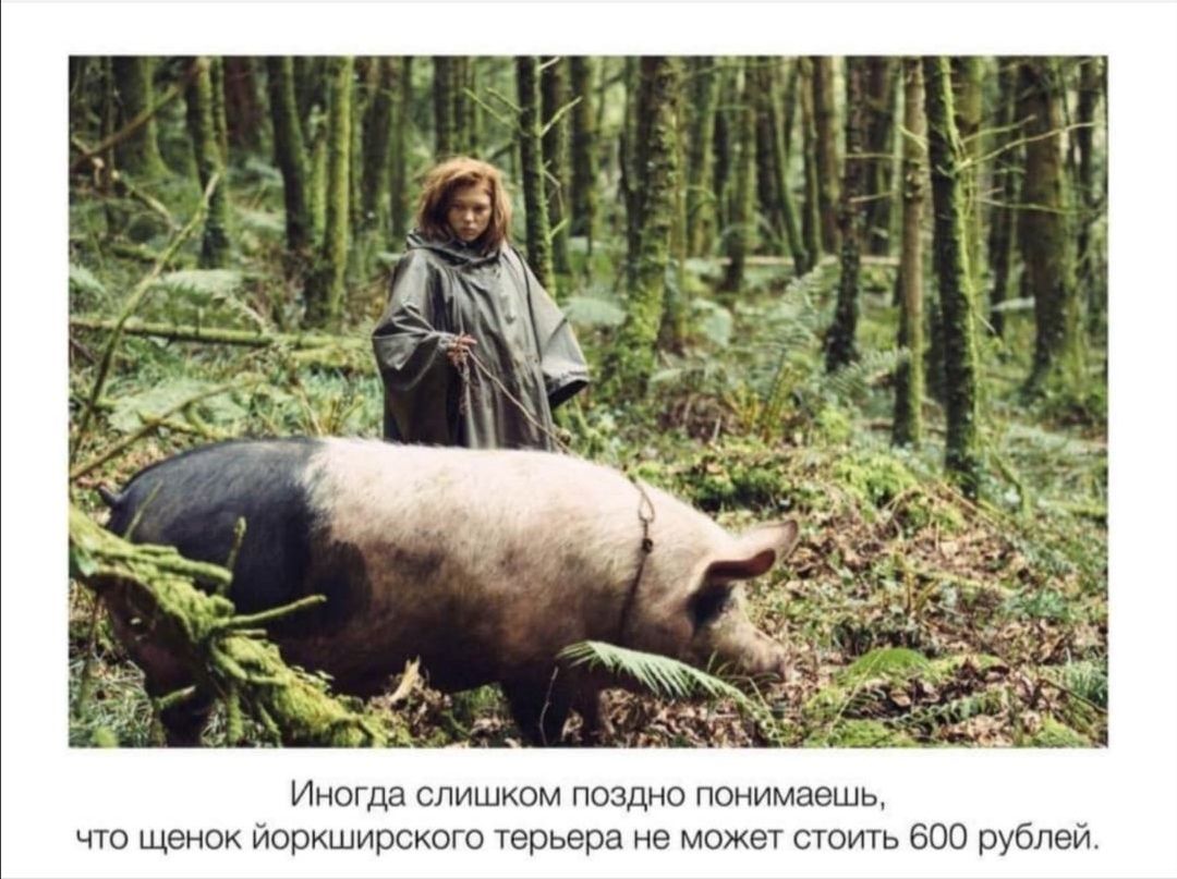 Иногда слишком поздно понимаешь что щенок йоркширского терьера не может стоить 600 рублей