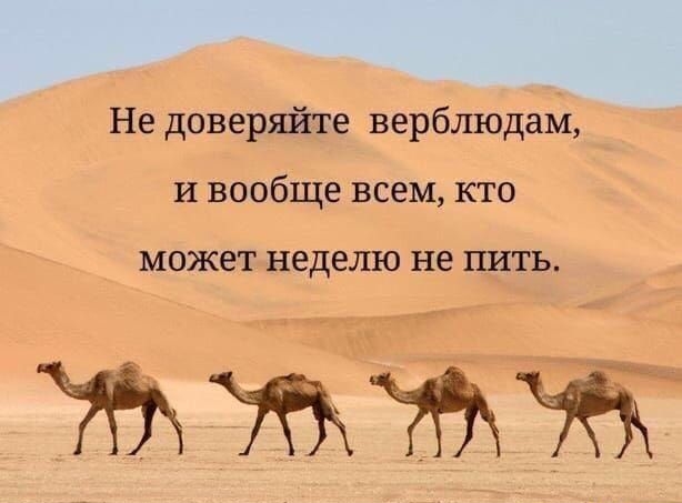 Не дрверяйте верблюдам и вообще всем кто МОЖЕТ НЕДЕЛЮ не НИТЬ