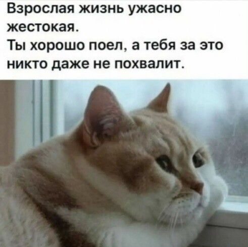 Взрослая жизнь ужасно жестокая Ты хорошо поел а тебя за это никто даже не похвалит