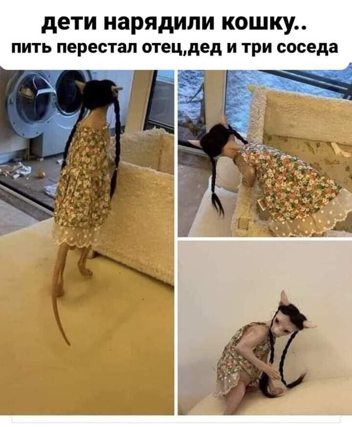 Дети нарядили кошку.. Пить перестал отец,дед и три соседа