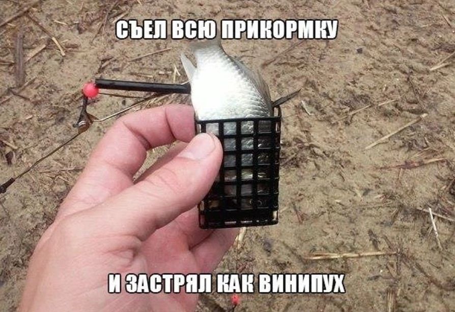 Г ОАСТРЯЛ КАК ВИНИПУХ