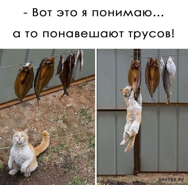 Вот это я понимаю то поновешоют трусов
