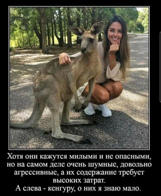 Хотя они кажутся милыми и не опасными но на самом деле очень шумные довольно агрессивные их содержание требует высоких затрат А слева кенгуру о них я знаю мало
