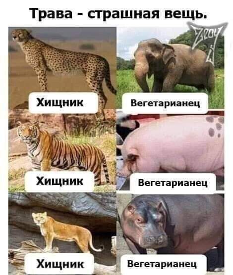 Трава страшная вещь
