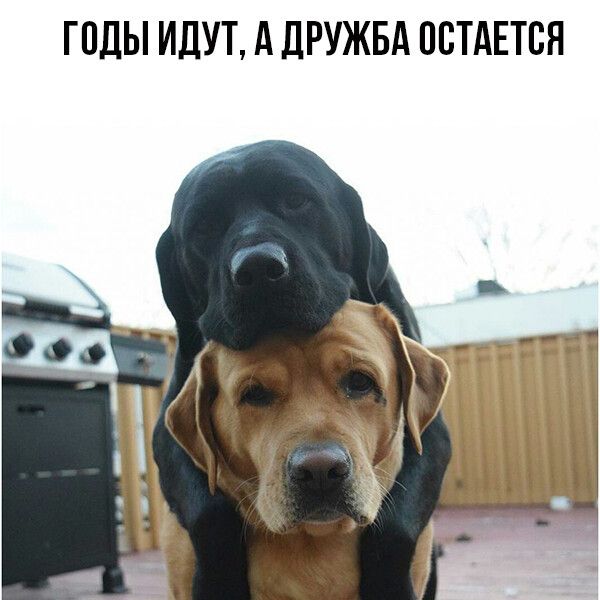 ГОДЫ ИДУТ А ДРУЖБА ПСТАЕТЕН