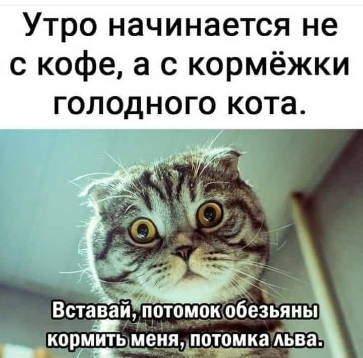 Утро начинается не с кофе а с кормежки голодного кота картинка вставай потомок обезьяны