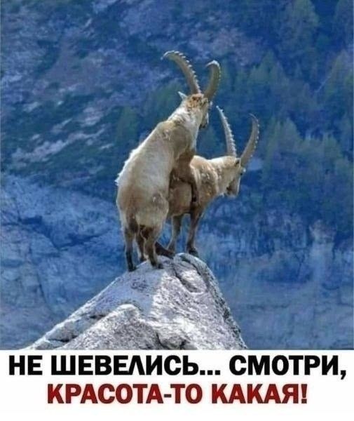 НЕ ШЕВЕЛИСЬ... СМОТРИ, КРАСОТА-ТО КАКАЯ!