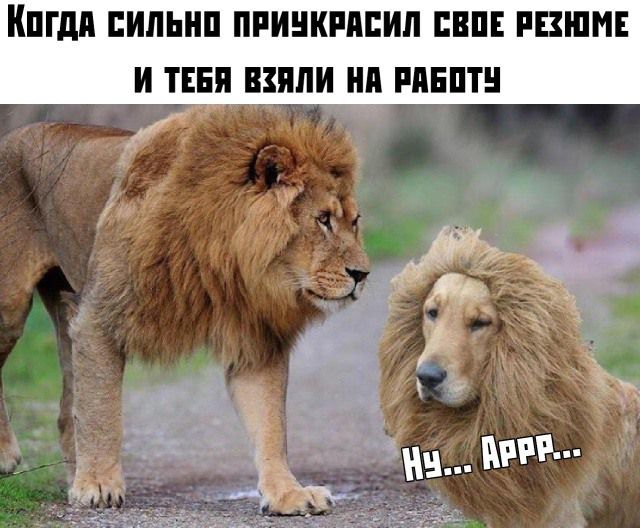 Кпгдп ПИЛЫ ПРИНКМЕИЛ ЕВПЕ РЕЗЮМЕ И ТЕБЯ ШШШ НП РПЕПТ т