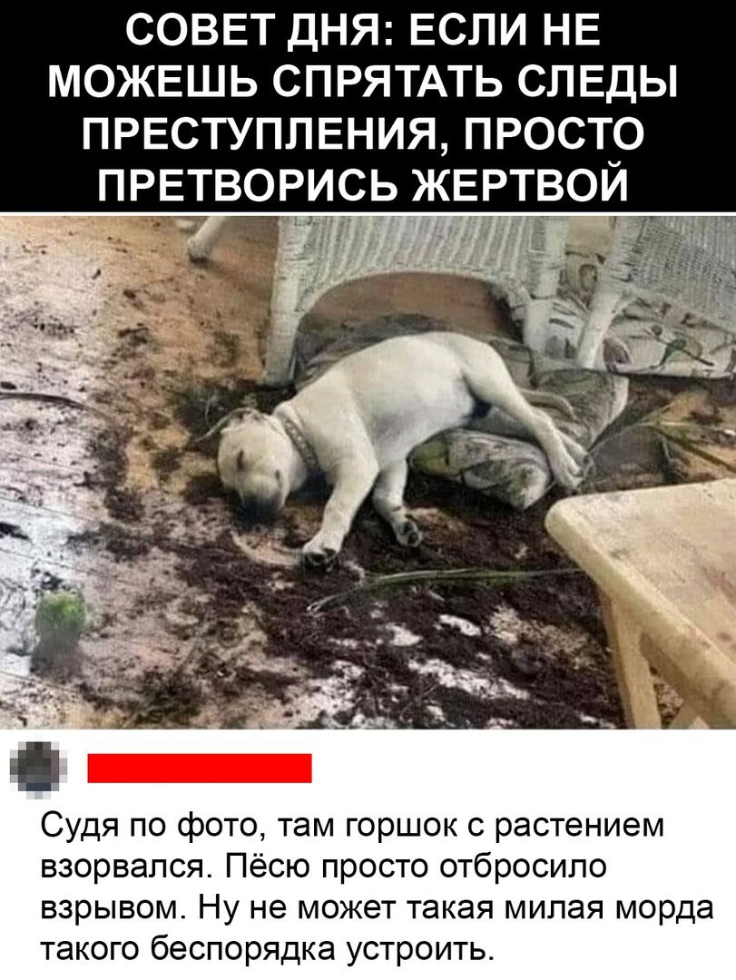 СОВЕТ ДНЯ ЕСЛИ НЕ МОЖЕШЬ СПРЯТАТЬ СЛЕДЫ ПРЕСТУПЛЕНИЯ ПРОСТО ПРЕТВОРИСЬ ЖЕРТВОЙ Судя по фото там горшок с растением взорвался Пёсю просто отбросило взрывом Ну не может такая милая морда такого беспорядка устроить