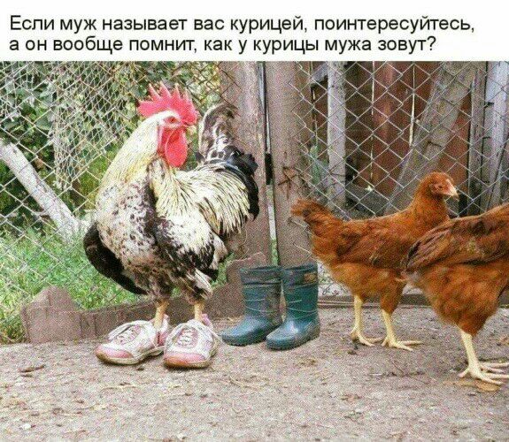 Если муж называет вас курицей поинтересуйтесь а он вообще помнит как у курицы мужа зовут _ д