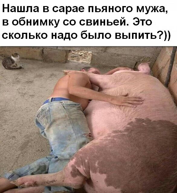Нашла в сарае пьяного мужа в обнимку со свиньей Это сколько надо было выпить