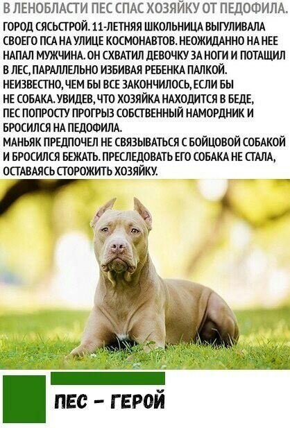 В ЛЕНОБЛАСТИ ПЕС СПАС ХОЗЯЙКУ ОТ ПЕДОФИЛА ГОРОД ЯСЬСГРПЙ ЛЕТНЯЯ ШКОЛЬНИЦА ВЫГУЛИВАЛА СВОЕГО ПСА НА УЛИЦЕ КОСМОНАВТОВ НЕОЖИПАННО НА НЕЕ НАПАЛ МУЖЧИНА ОН СХВАТИЛ дЕіЮЧКУ ЗА НОГИ И ПОТАЩИП В ЛЕС ПАРАЛЛЕЛЬНО ИЗБИВАЯ РЕБЕНКА ПАЛК0Й НЕИЗВЕПНО ЧЕМ БЫ ВСЕ ЗАКОНЧИЛОЦЪ ЕСЛИ Вы НЕ СОБАКА УВИДЕВДТО ХОЗЯЙКА НАХОПИТЕЯ 8 ЕЩЕ ПЕС ПОПРОСТУ ПРОГРЫЗ СОБСТВЕННЫЙ НАМОРЛНИК И БРОСИЛСЯ НА ПШОФИЛА МАНЬЯК ПРЕДПОЧЕЛ НЕ СВЯ