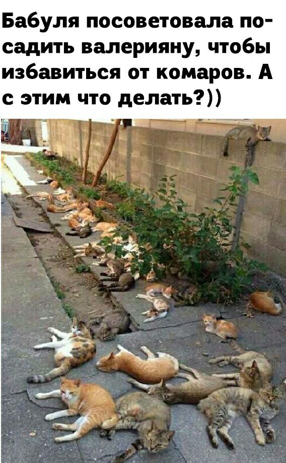 Бабуля посоветовала по садить валерияну чтобы избавиться от комаров А с этим что делать 9 Х д