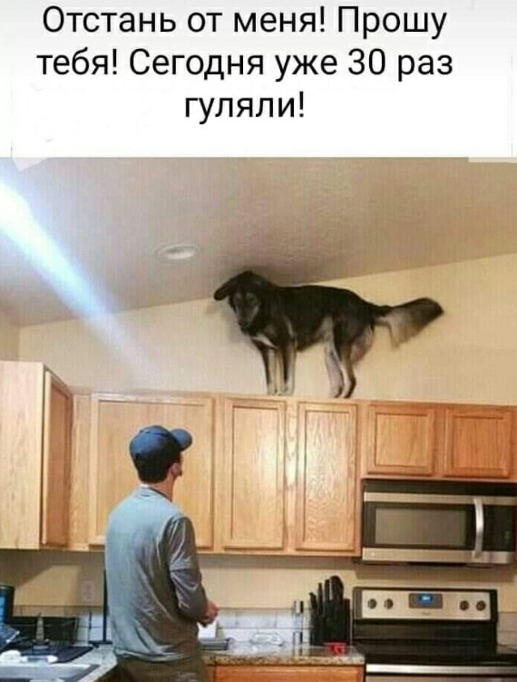 Отстань от меня Прошу тебя Сегодня уже 30 раз гуляли
