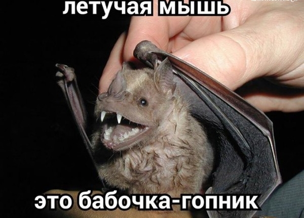 летучая Ш Ы ЩЬ