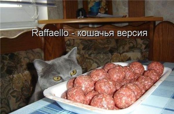 Найдепо кошачья версия