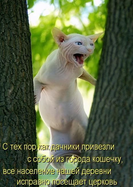 все навел испра Ю и гг щает церковь