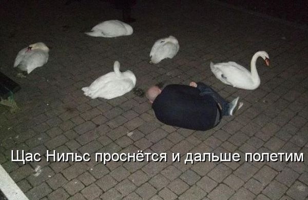 ч Щас Нильс проснётся и дальше попетим