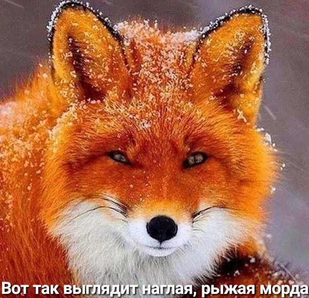 Воттакв_ т
