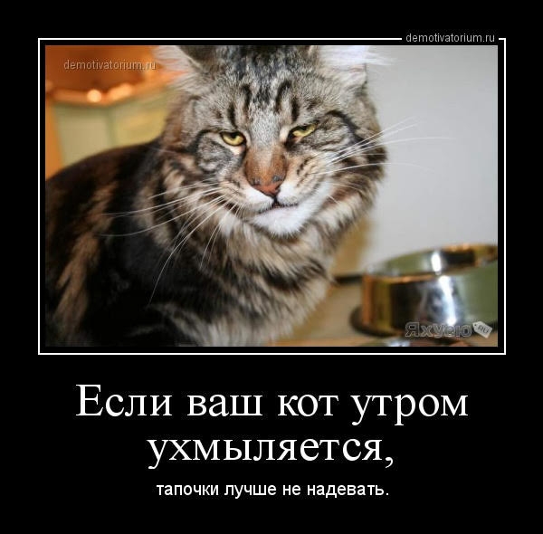 пвтщшашгшт Если ваш кот утром ухмыляется тапочки лучше не надевать