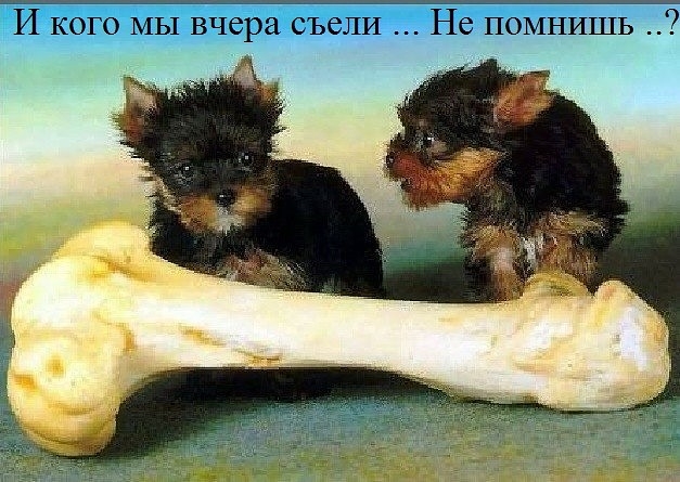 И кого МЫ вчера съели Не помнишь