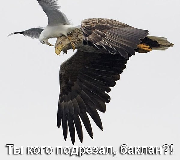 ЁЫпготпМцмМ