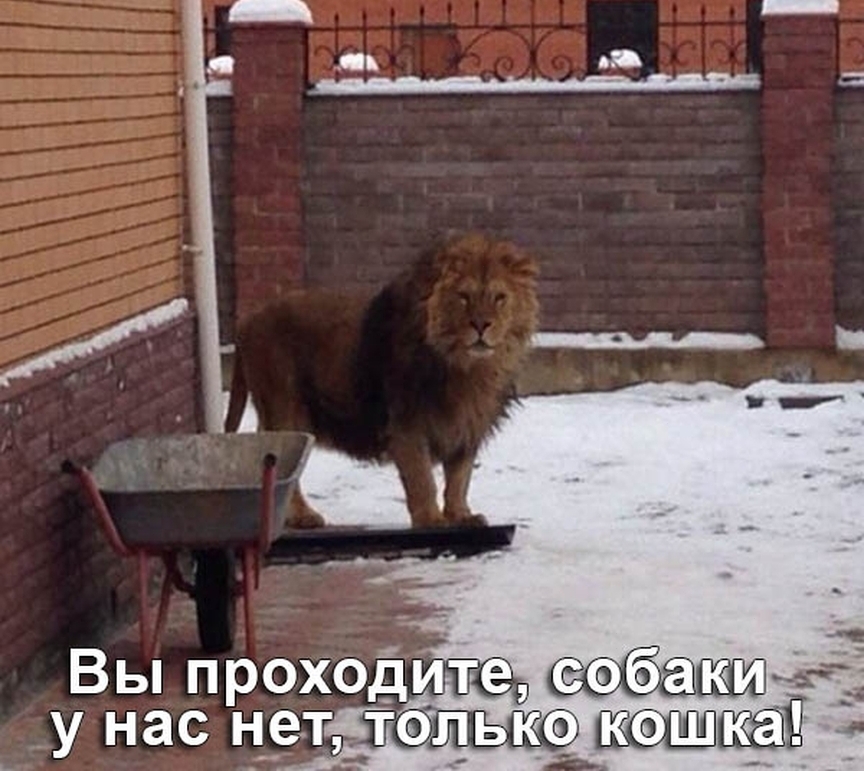 Вы проходие сабакит __у нас Н_етдГОль д
