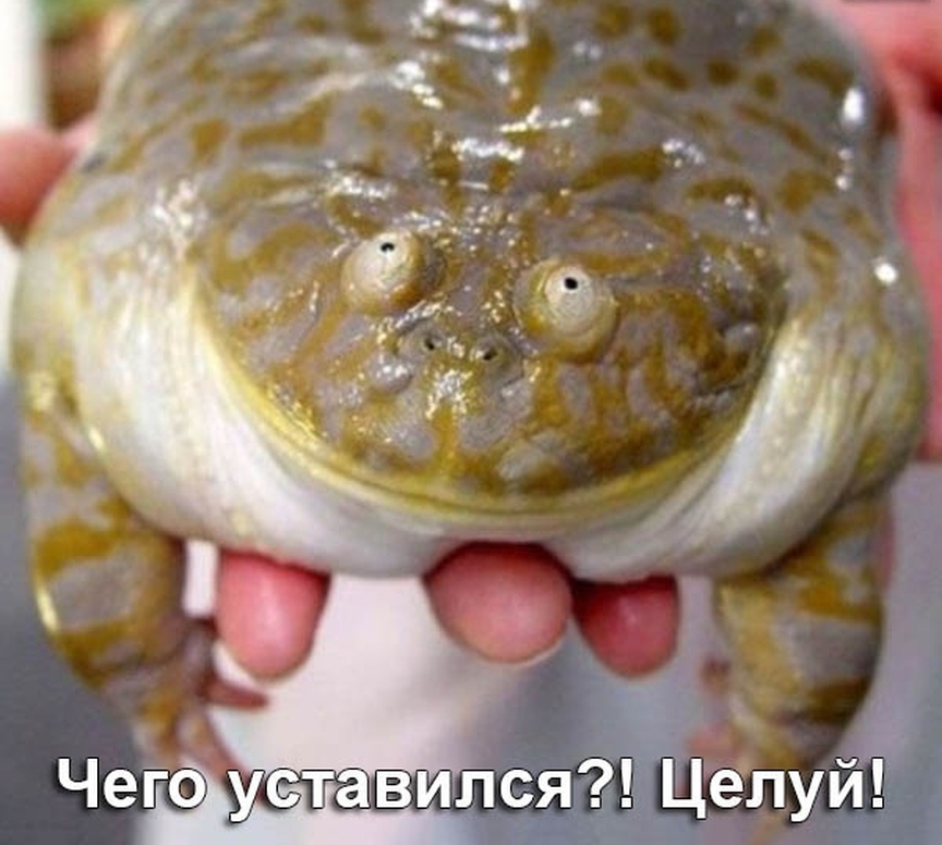 Чего уставился Целуй