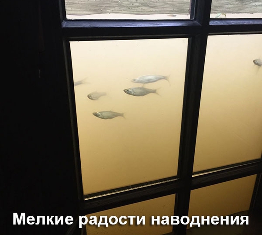 мелкие радости наводнения