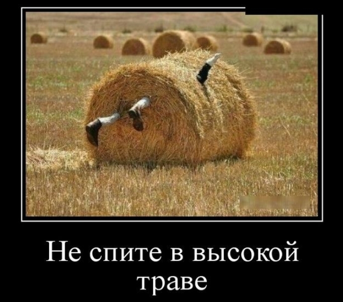 и _МЬ м 1ПХЩ _ Не спите в высокой траве