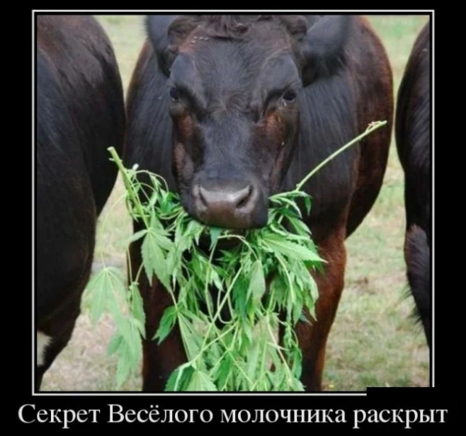 аскрыт Секрет Весёлого молочника р
