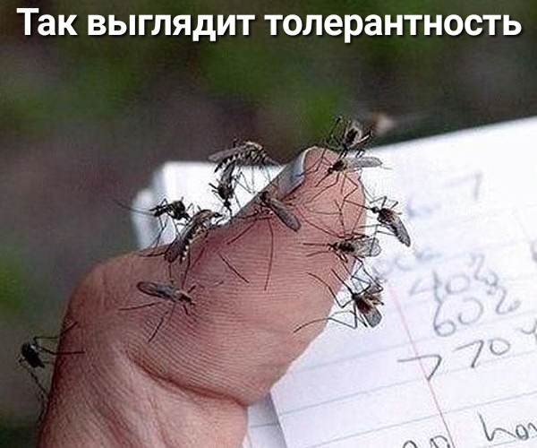 Так ВЫГЛЯДИТ толерантность