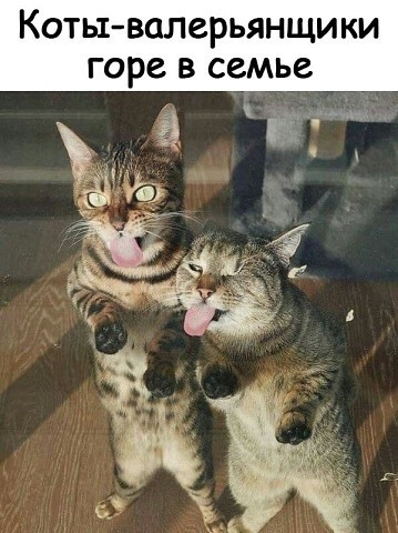 КОТЫ ВОЛСРЬЯНЩИ КИ горе В семье